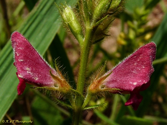 {Tephrosia spicata}